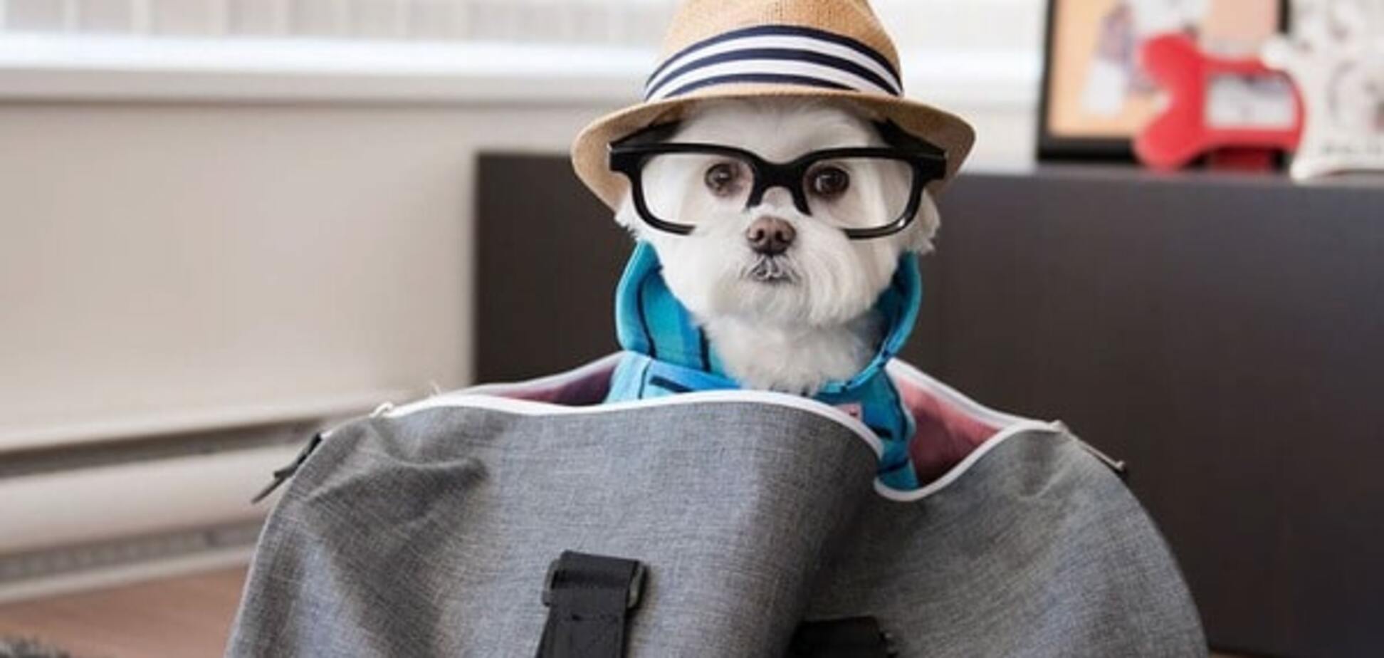 Собака-хипстер Тоби стала главной модницей в Instagram