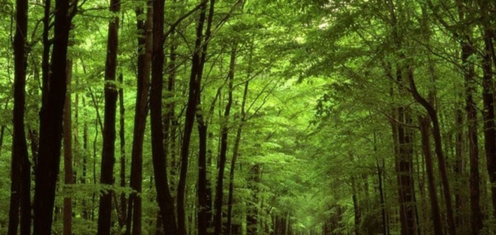 Голосеевский лес цинично используют в борьбе с застройщиком - CМИ