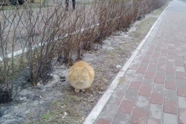 Сидит на одном месте: в Киеве на Позняках заметили красивого бездомного кота