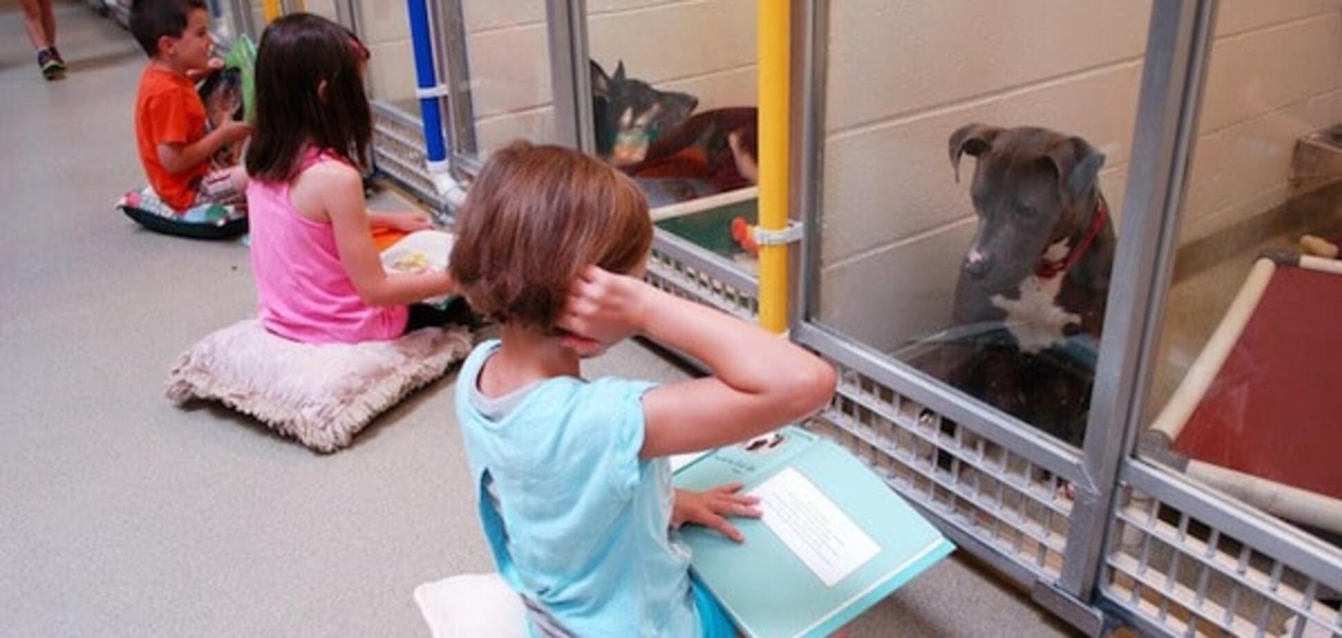 Дети учат собак в приюте снова доверять людям: удивительный проект
