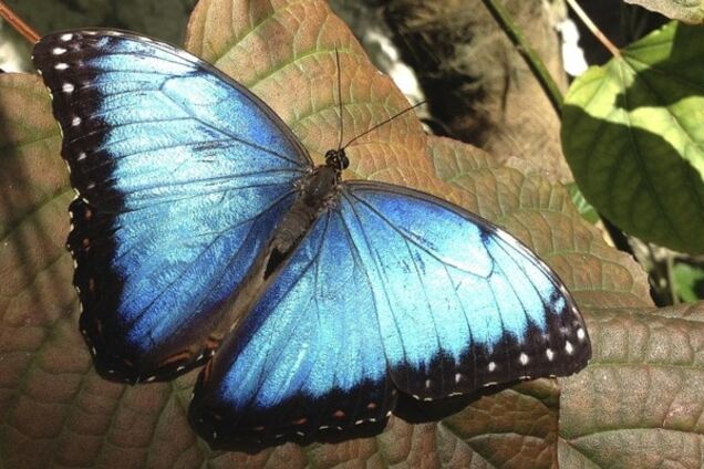 Як гусениця перетворюється на метелика: дивовижний фоторепортаж
