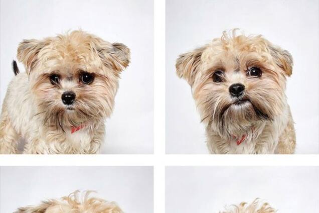 Фото на паспорт помогли бездомным собакам найти семью