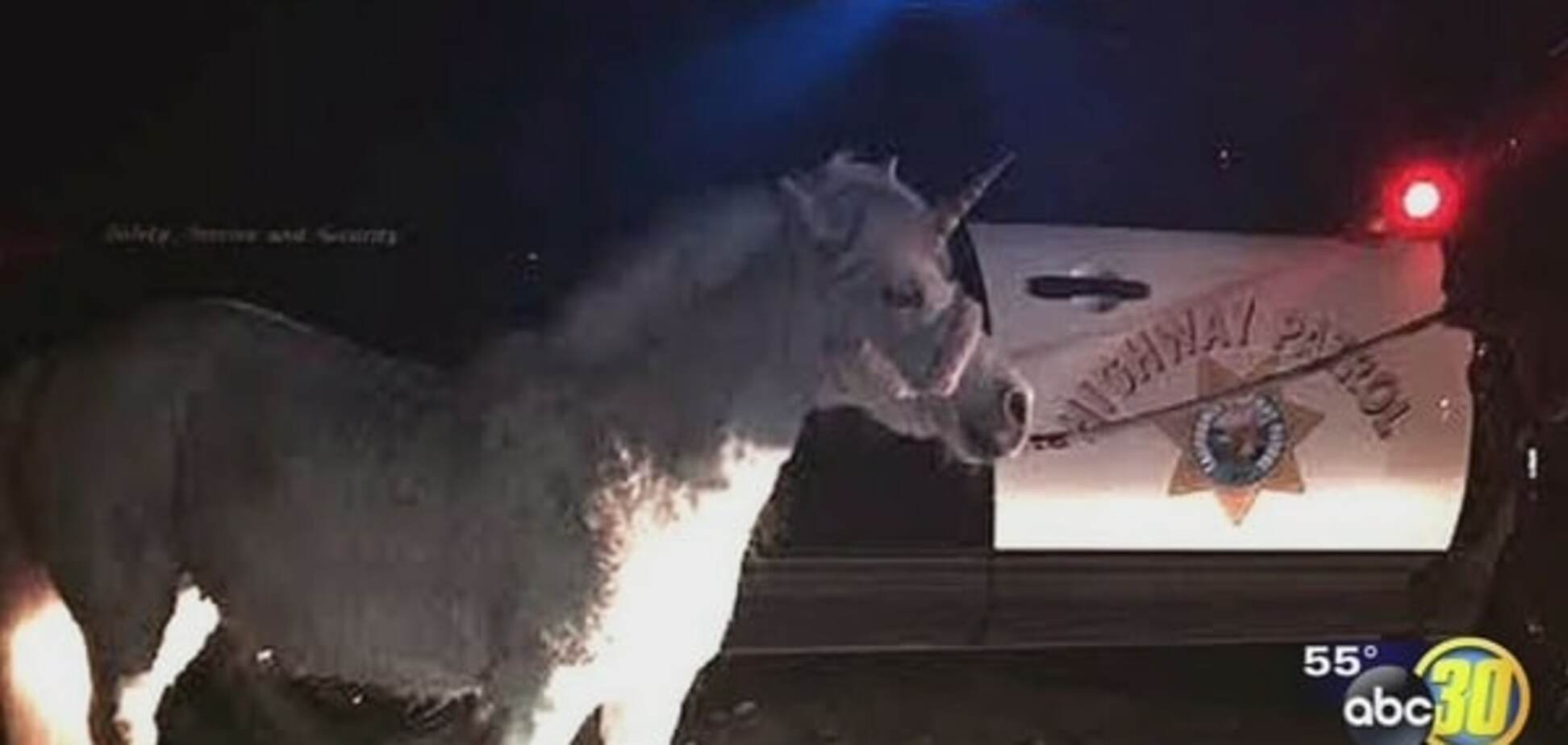 В США полиция четыре часа пыталась поймать единорога