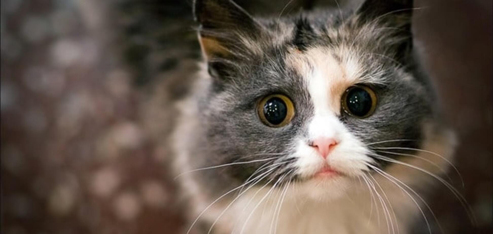 Британские ученые нашли 25 признаков страданий кошек 
