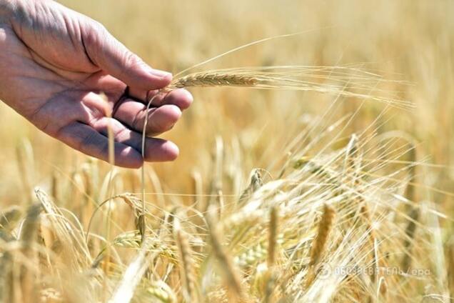 Продаж землі: експерт розповів про розрив між реальністю і словами Яценюка