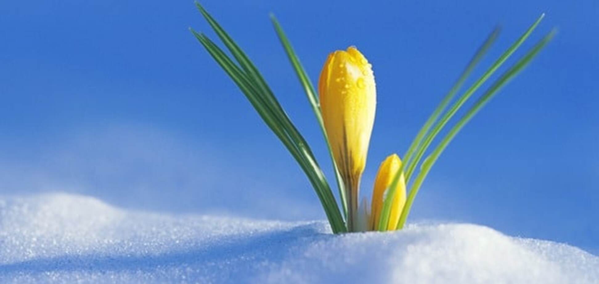Первый день весны: красочные фото цветущей природы