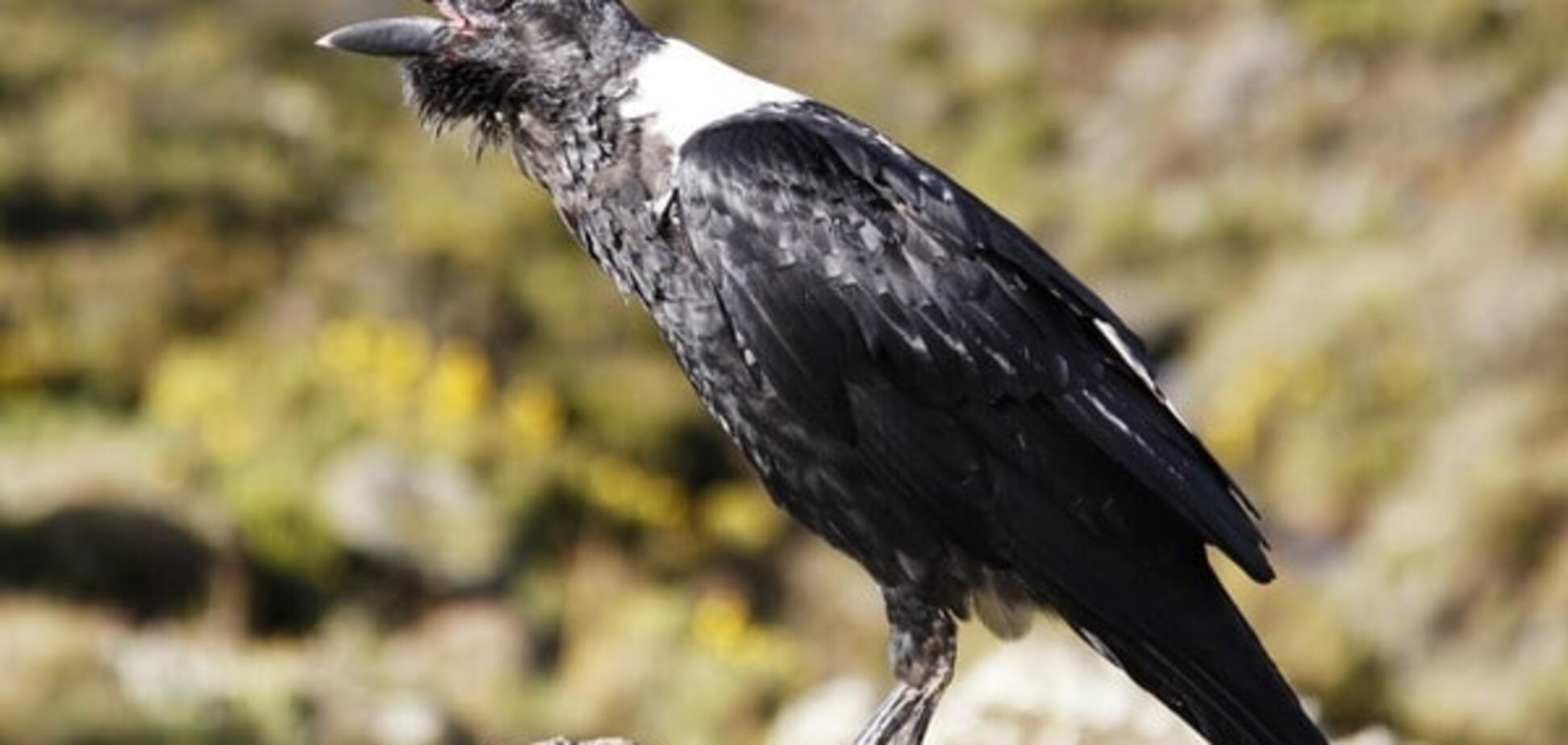Ученые нашли птиц, которые умеют 'читать мысли' других животных