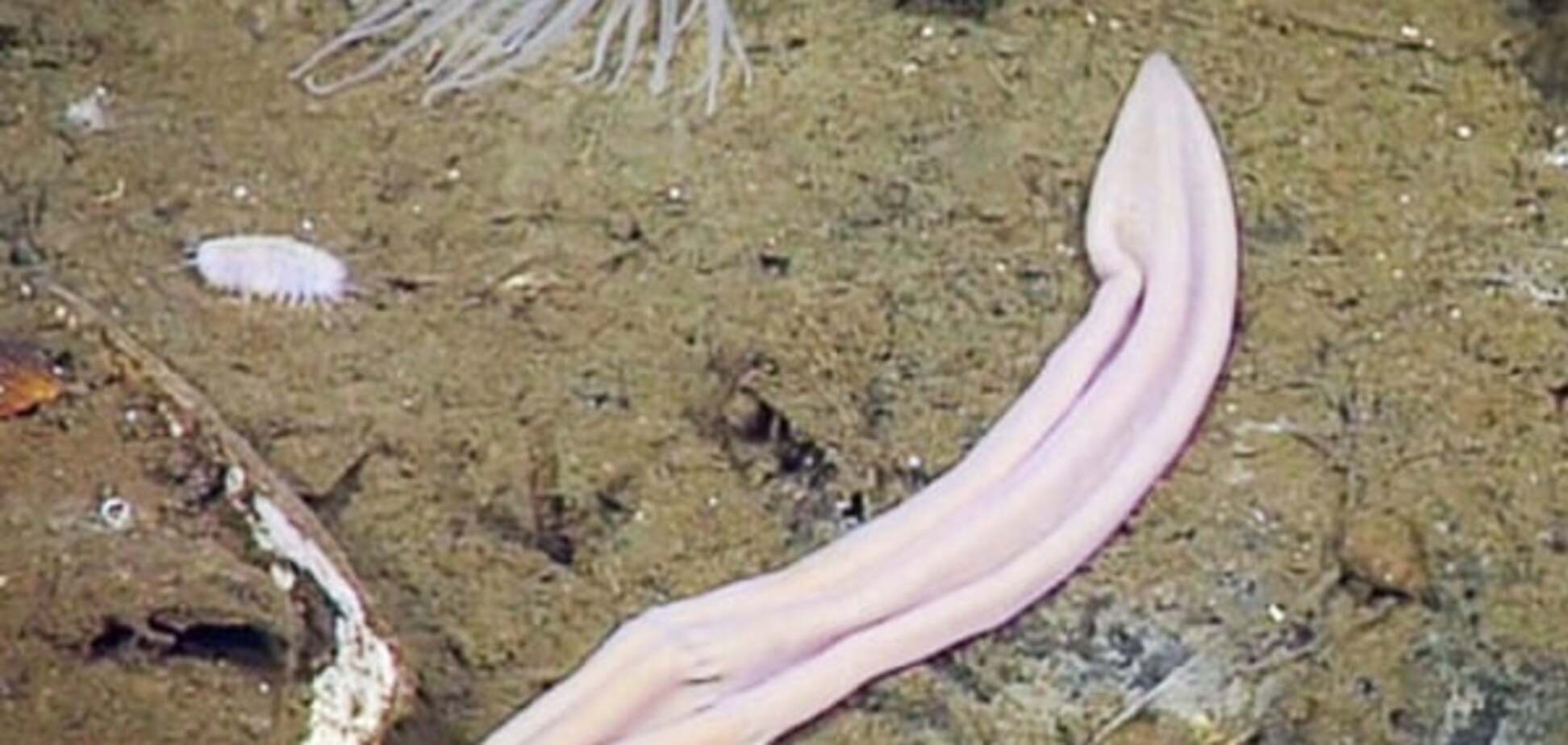 Ученые раскрыли тайну морских 'фиолетовых носков': видеофакт