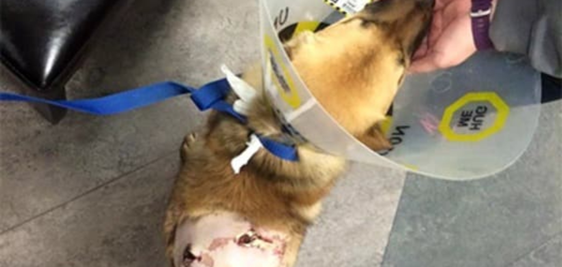 Чудо: в Канаде пес-счастливчик выжил после сквозного ранения стрелой