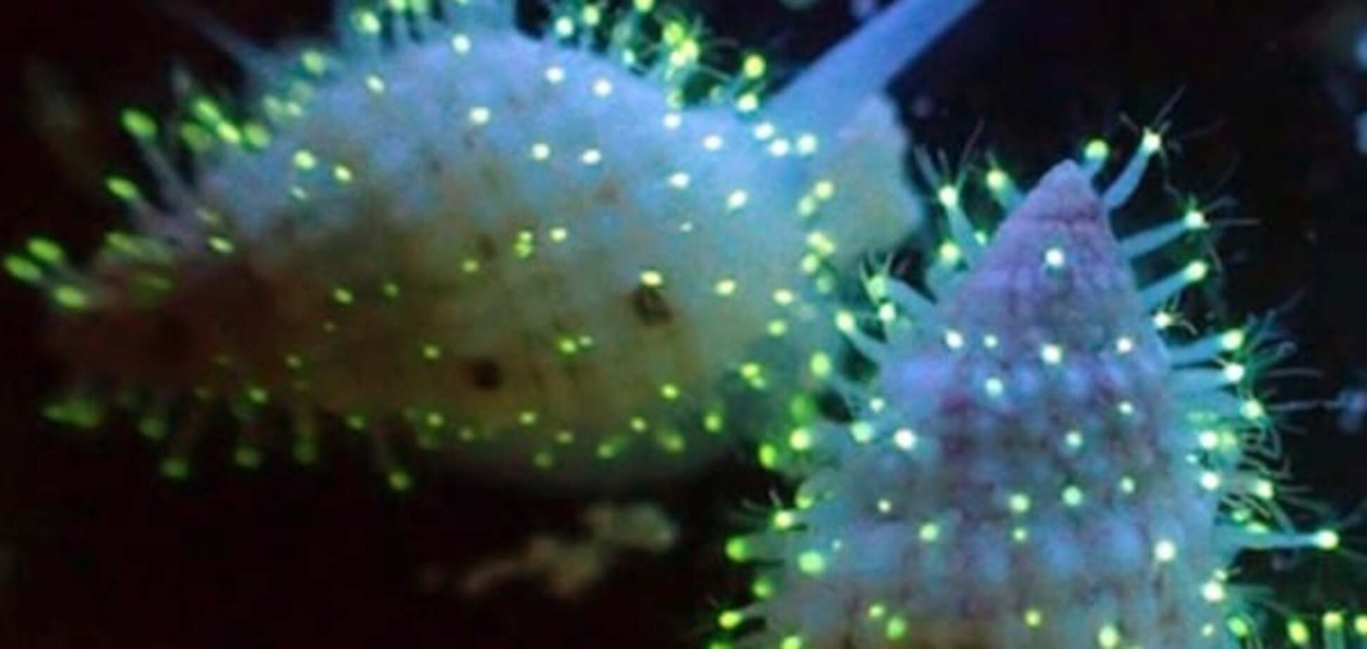 Биологи нашли в Красном море неизвестных светящихся существ: фотофакт