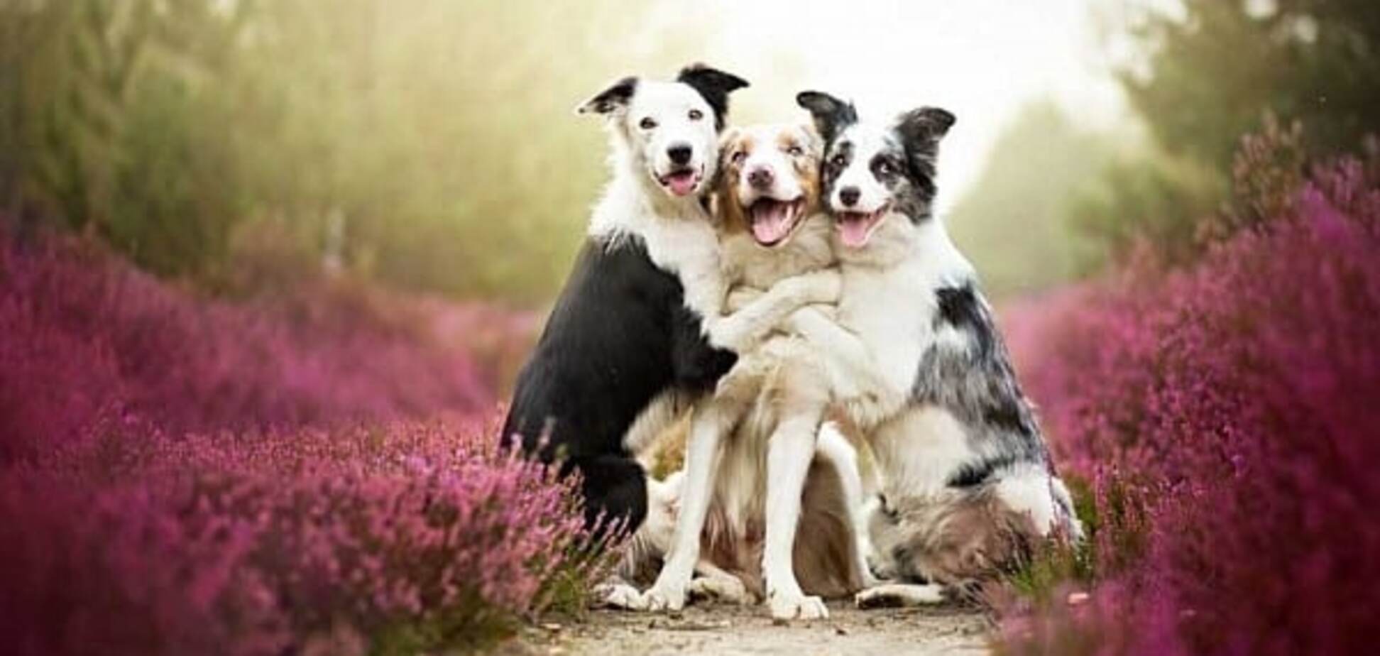 Потрясающие снимки счастливых собак от польского фотографа