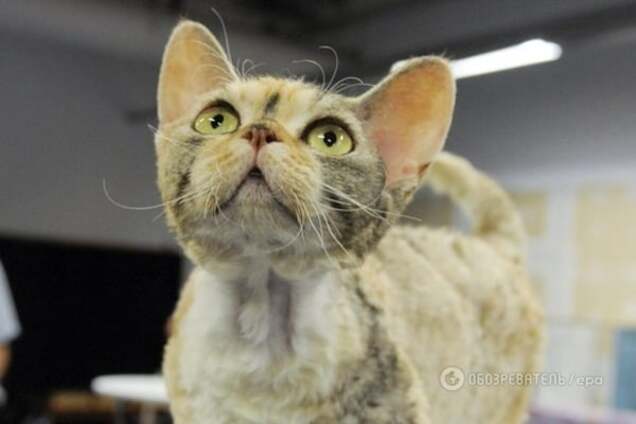 Ученые объяснили уникальный синдром подмены кота