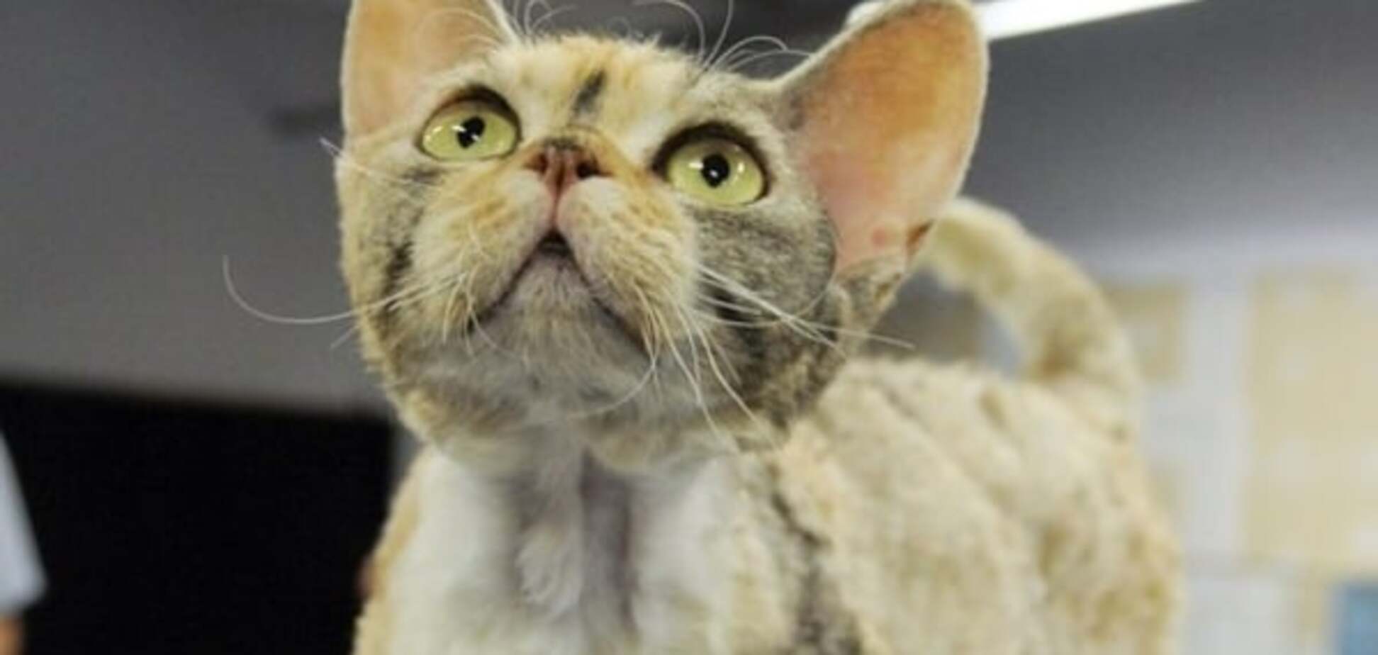 Ученые объяснили уникальный синдром подмены кота
