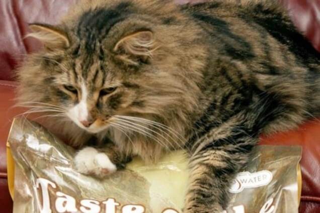 Чтоб я так жил: кота-беглеца нашли растолстевшим на фабрике зоокорма