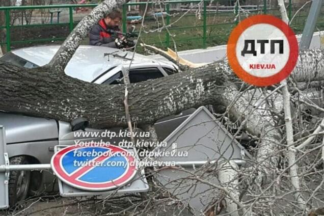 Божья кара: в Киеве дерево рухнуло на машины 'героев парковки'