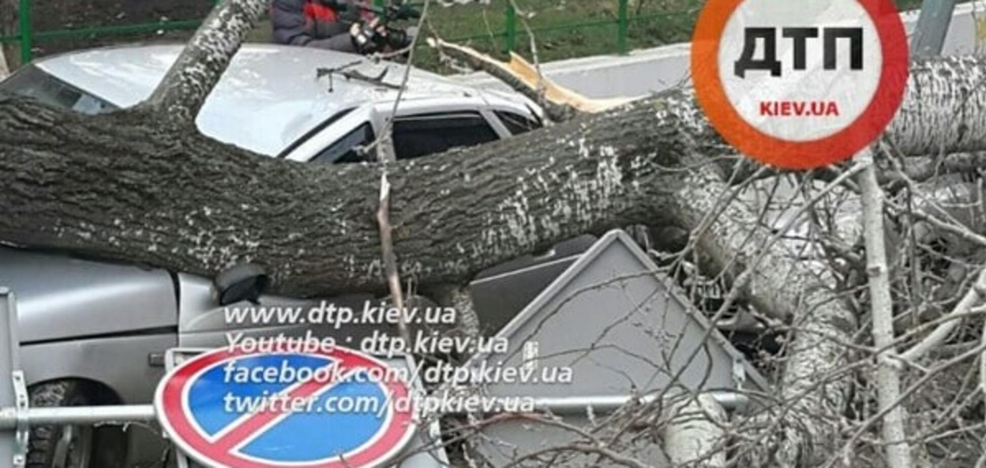 Божа кара: в Києві дерево впало на машини 'героїв парковки'