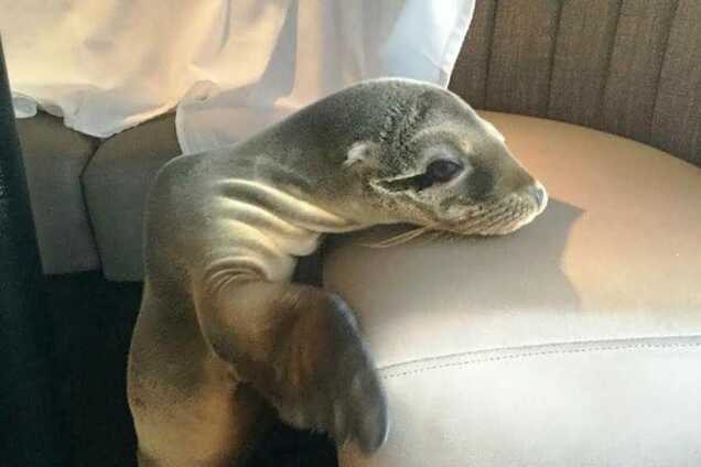 У ресторані виявили несподіваного морського гостя: опубліковано відео