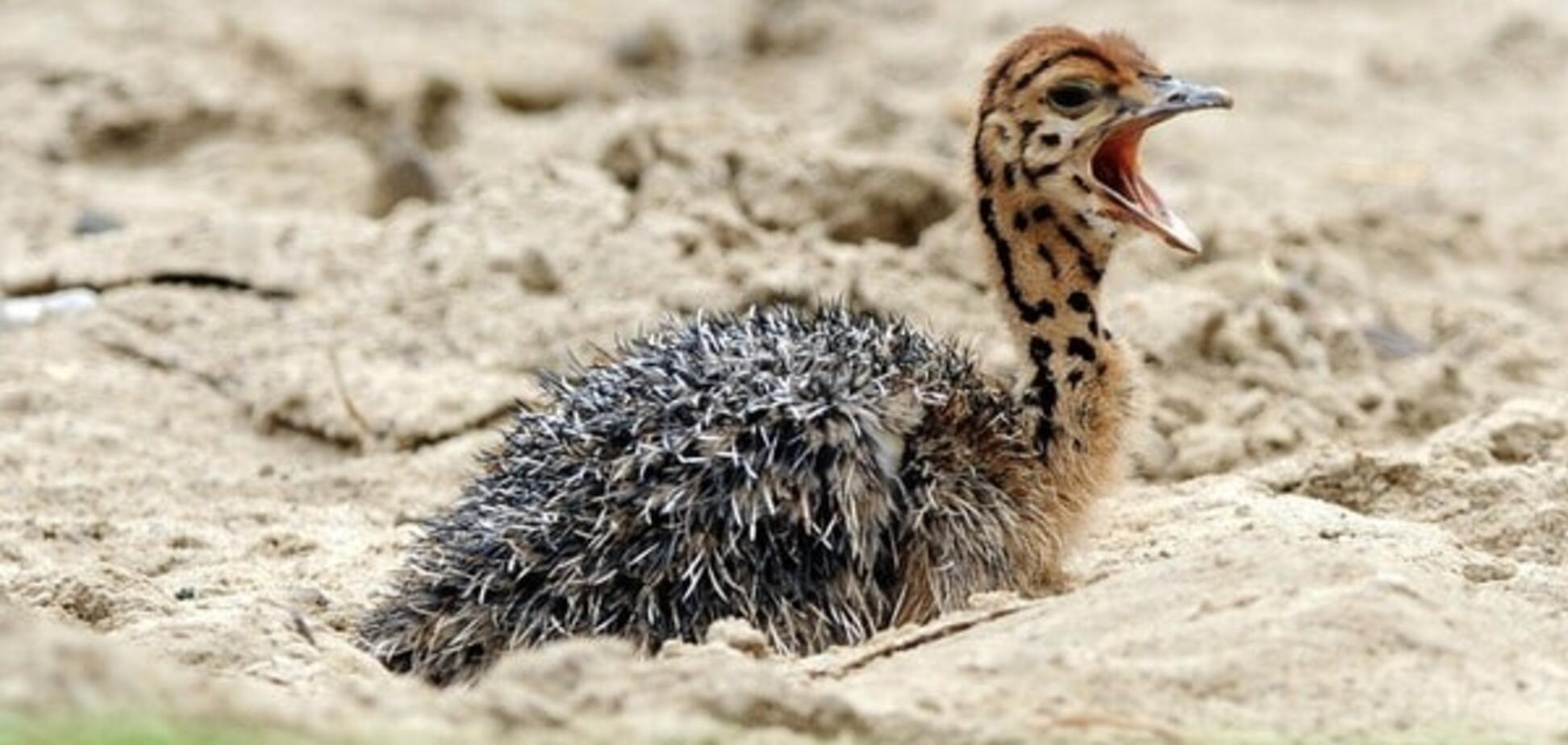 Премия 'Страуса': бессмертный Яценюкавичус, всевидящее око СБУ, долгое эхо Тимошенко и Герман