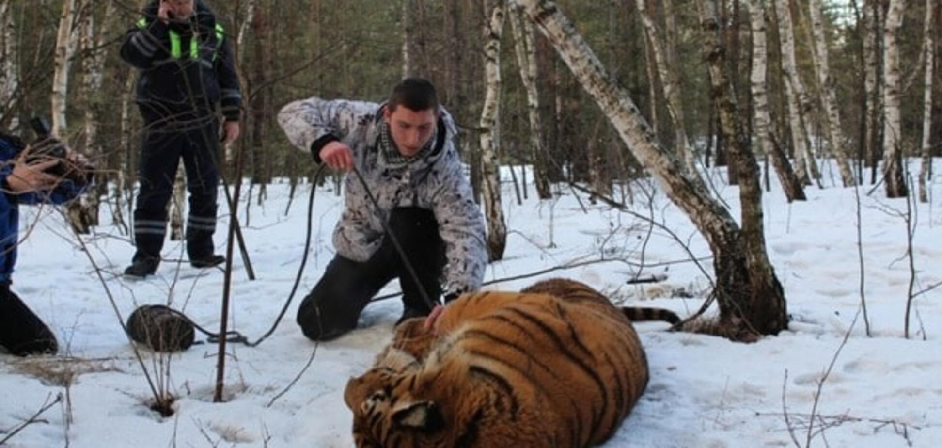 Суворі будні Росії: у Воронежі тигр розгулював по місту. опубліковані фото