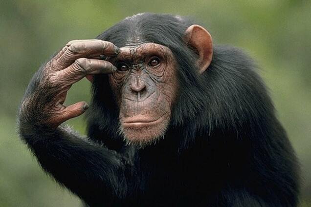 Він настав: астролог Влад Росс розповів, що робити в перший день року Мавпи