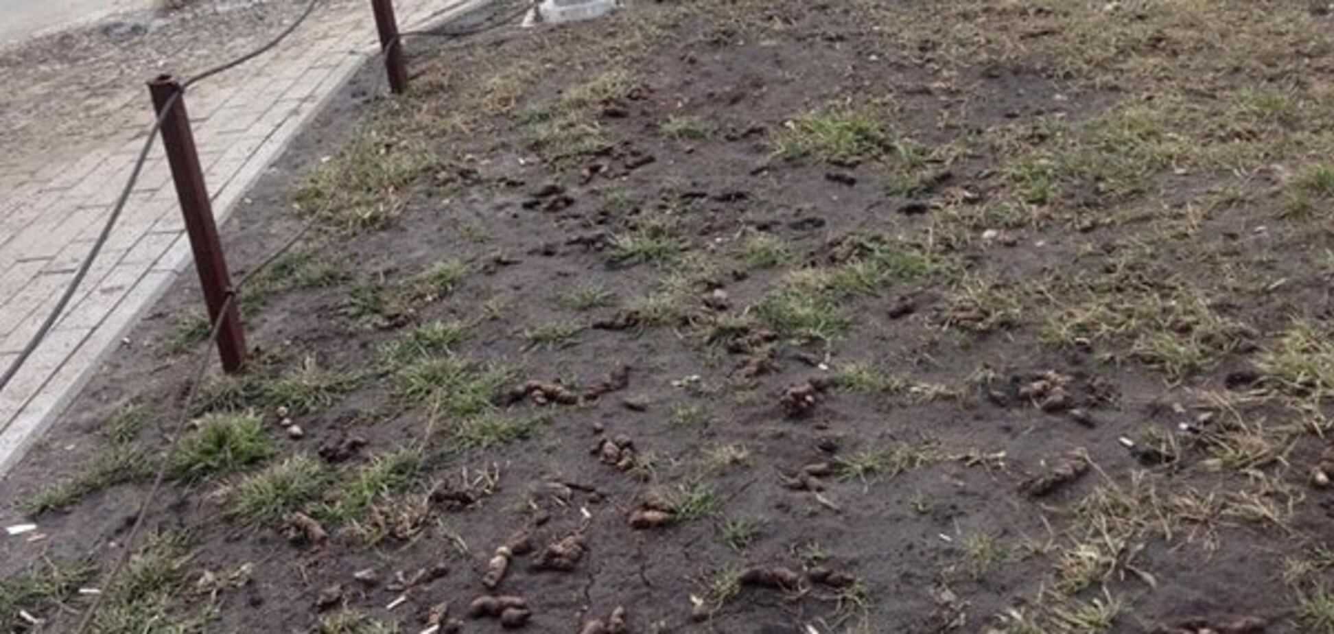 Осторожно, 'мины': киевлянин показал шокирующие фото газонов после собак