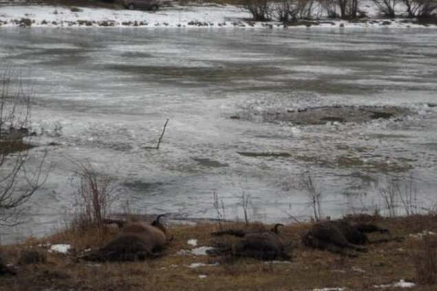 В Винницкой области трагически погибли 15 зубров