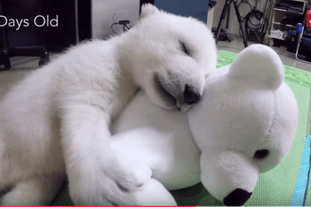 Взросление полярного мишки сняли на видео
