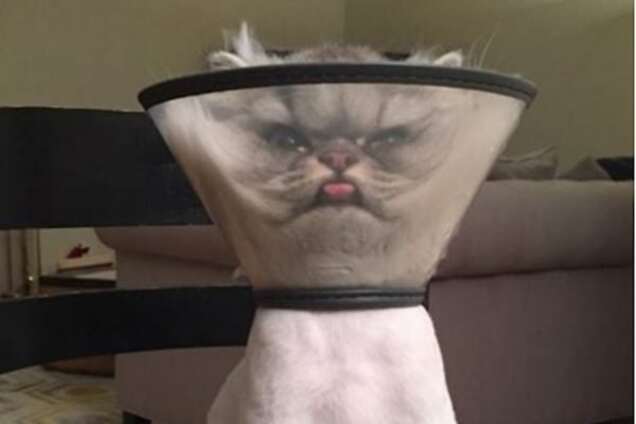 Кастрирован и унижен: фото кота в защитном конусе повеселило соцсети