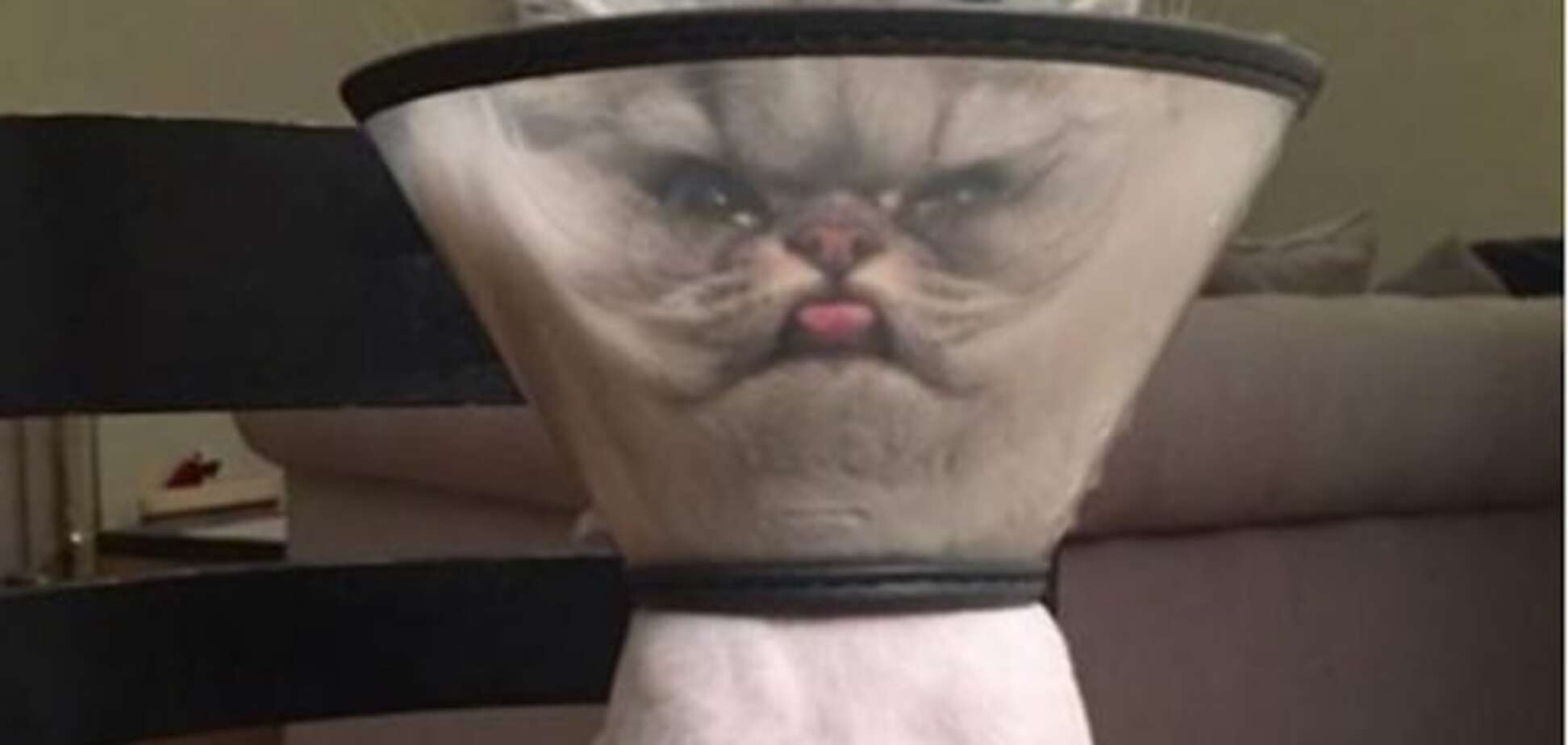 Кастрирован и унижен: фото кота в защитном конусе повеселило соцсети