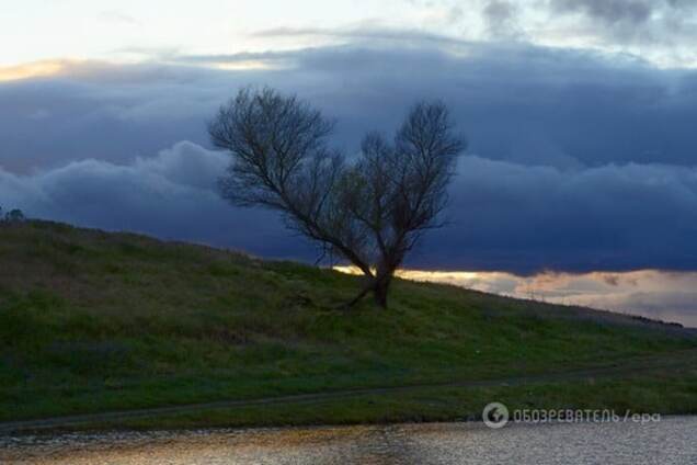 Ученые обвинили молодые деревья в глобальном потеплении