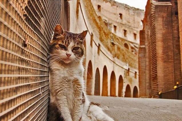 Хозяева Рима: живые достопримечательности итальянской столицы