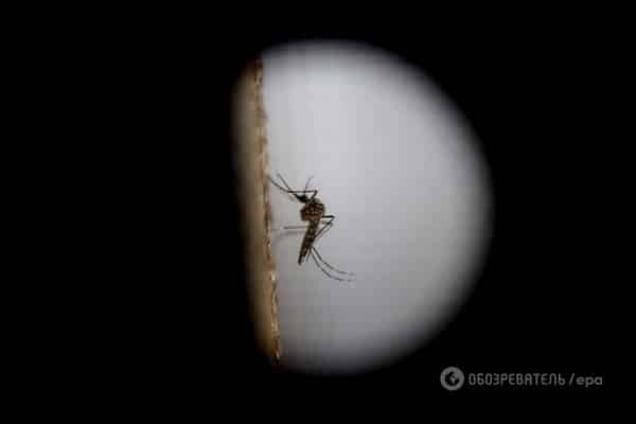 Украинские насекомые могут переносить вирус Зика - Минздрав