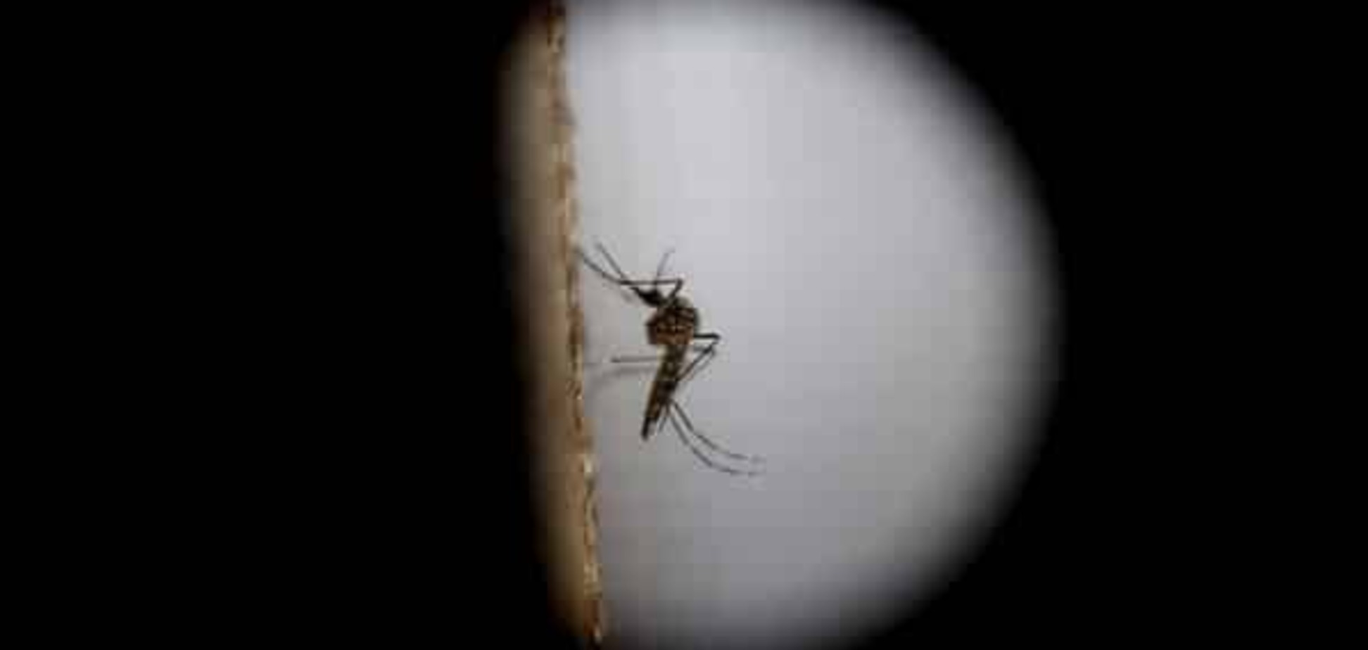 Українські комахи можуть переносити вірус Зіка - МОЗ