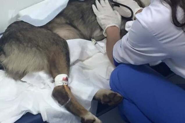 В Киеве собачники выйдут на акцию протеста против догхантеров