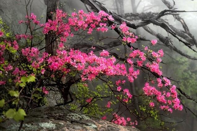 Объявлены победители конкурса садовой фотографии в Британии