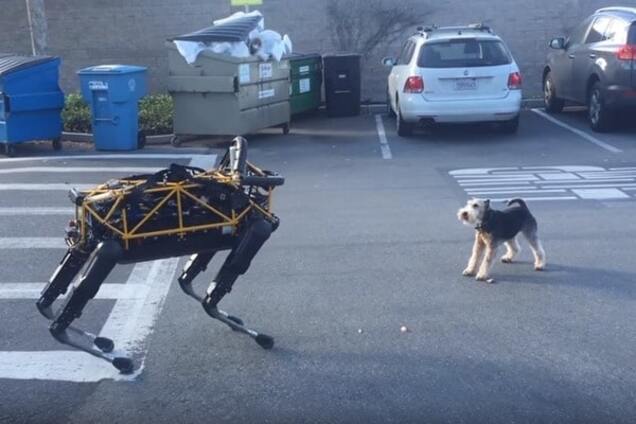 Маленька собака напала на робота від Google: відеофакт