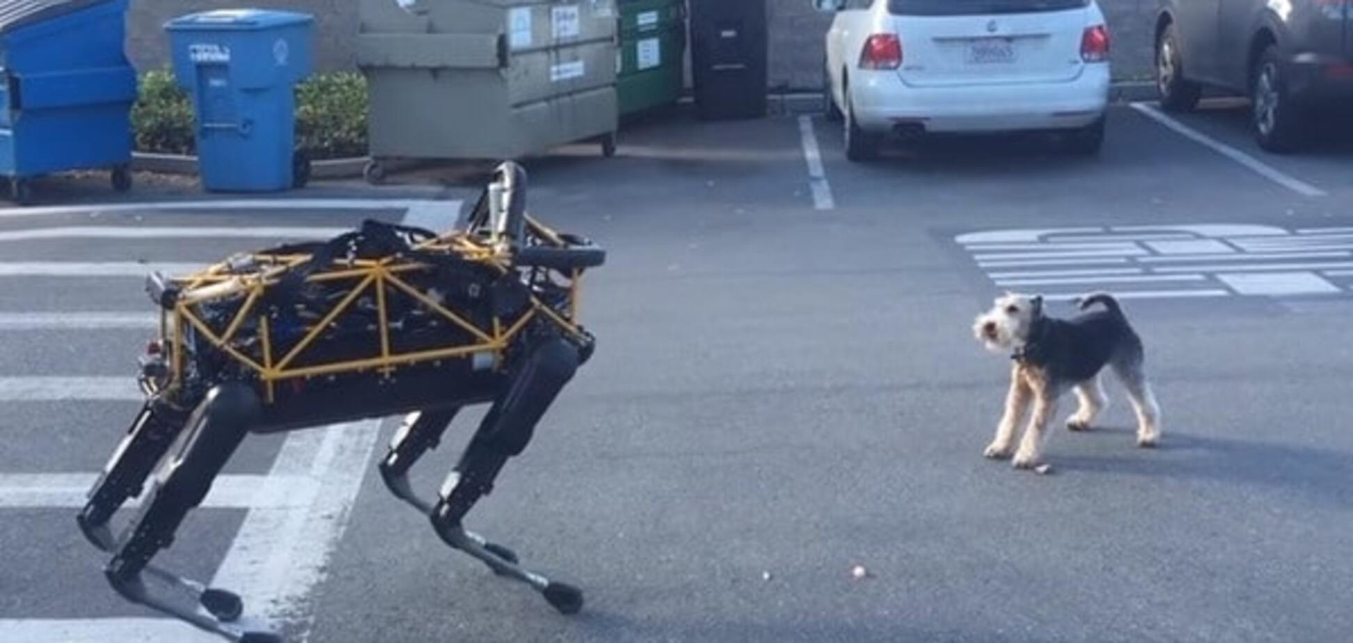 Маленькая собака напала на робота от Google: видеофакт