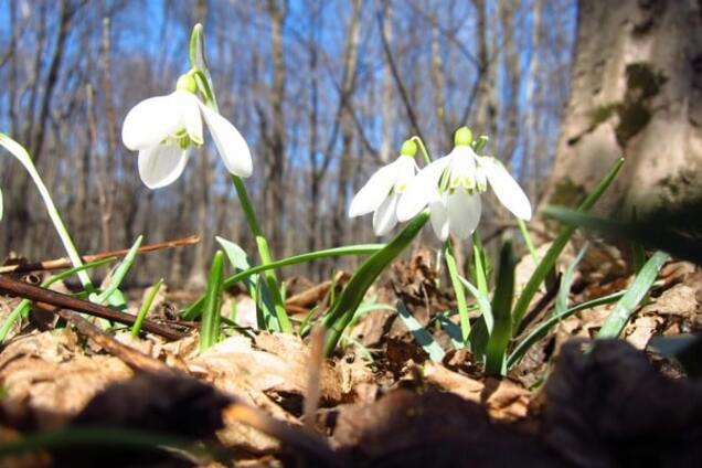 В Киеве первая весенняя ночь была рекордно теплой