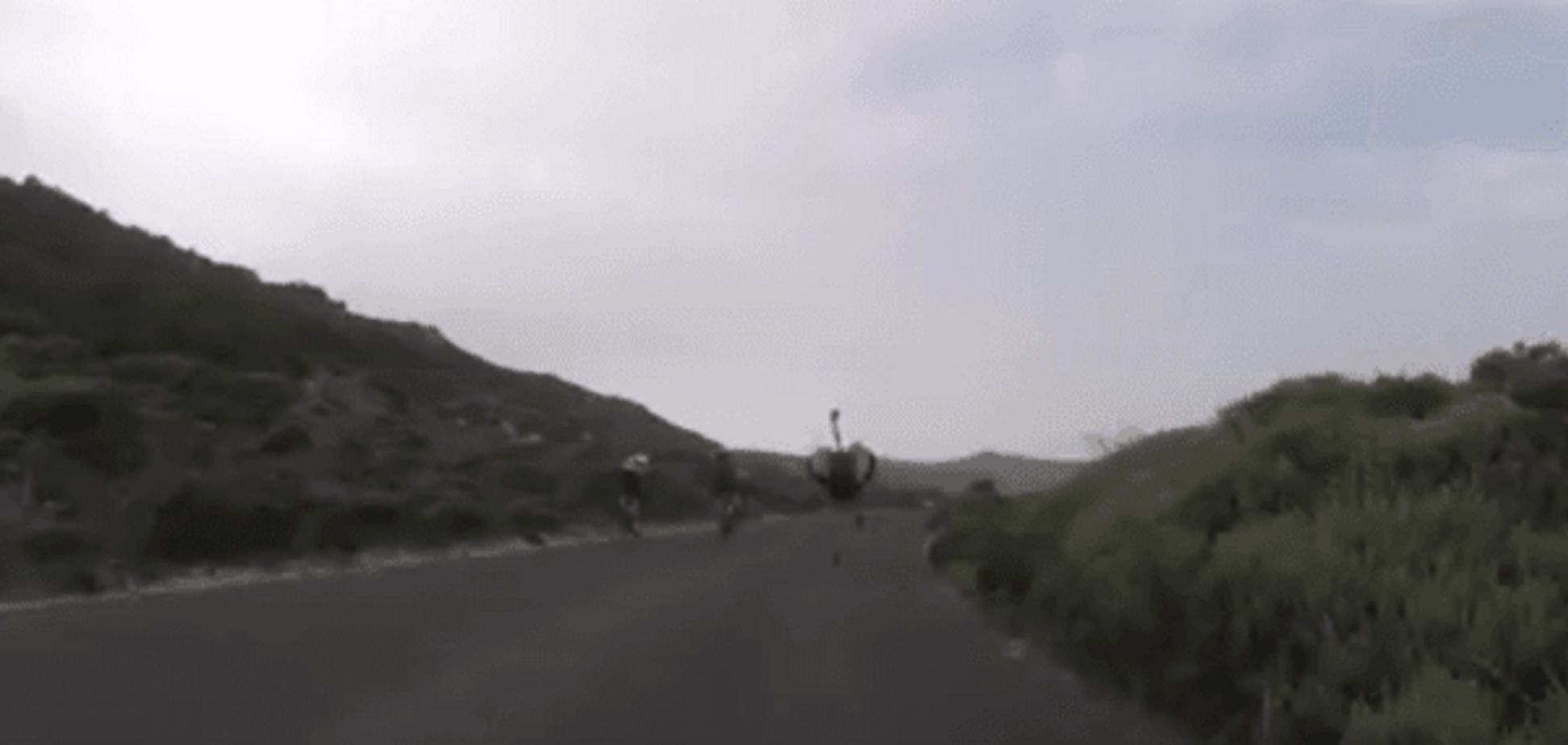 В Южной Африке страус устроил эффектную погоню за велосипедистами: видеофакт