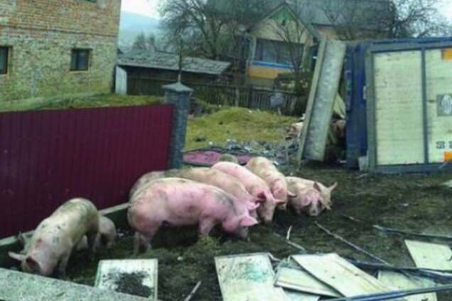 ДТП во Львовской области: из перевернувшегося грузовика сбежали 200 свиней