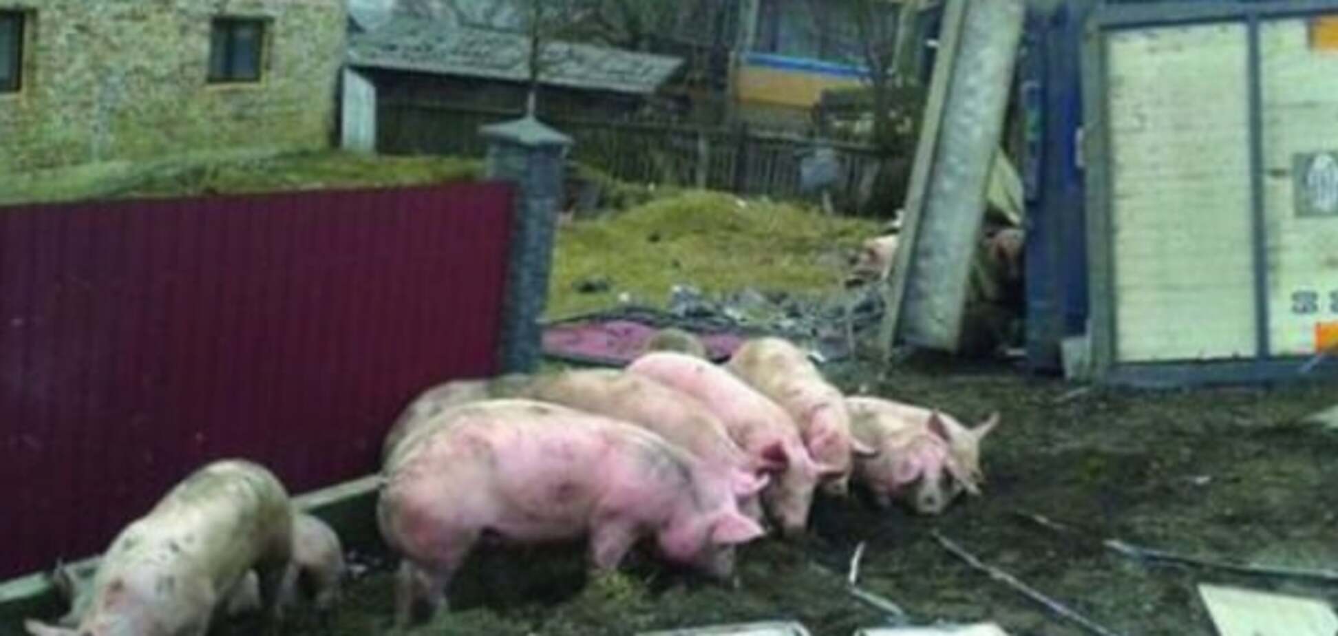 ДТП во Львовской области: из перевернувшегося грузовика сбежали 200 свиней