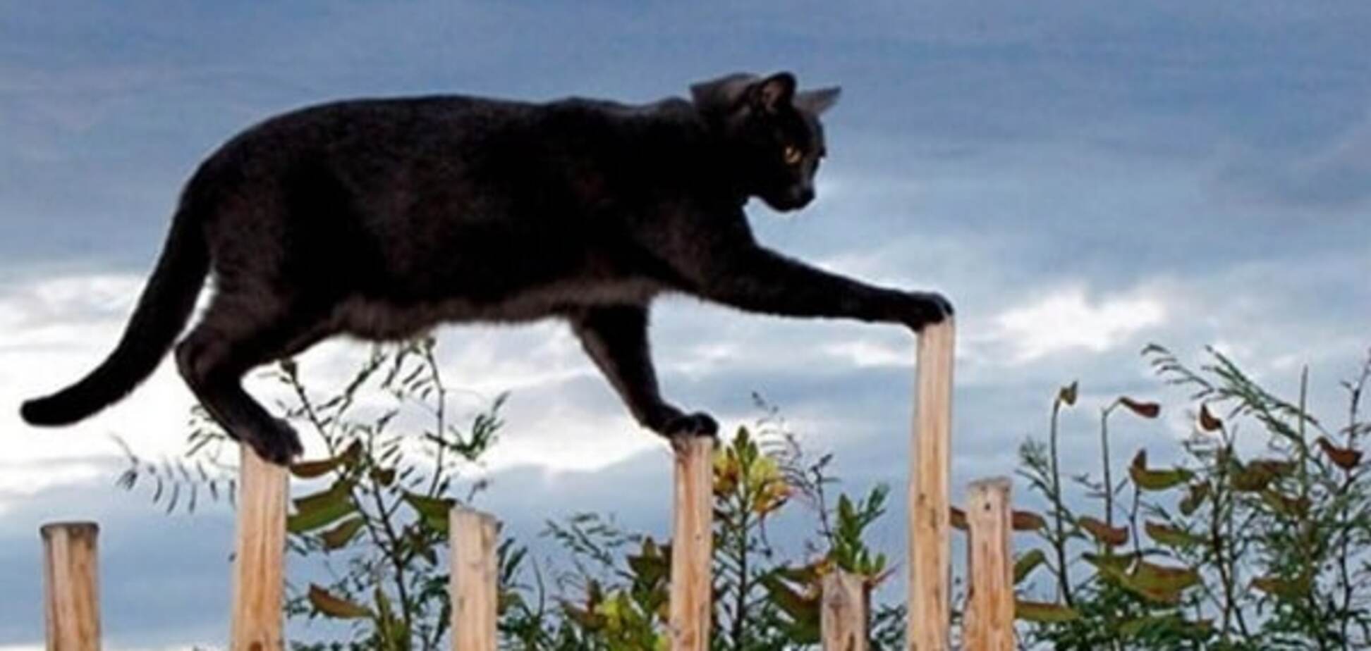 Коты, балансирующие на грани падения: удивительные фото