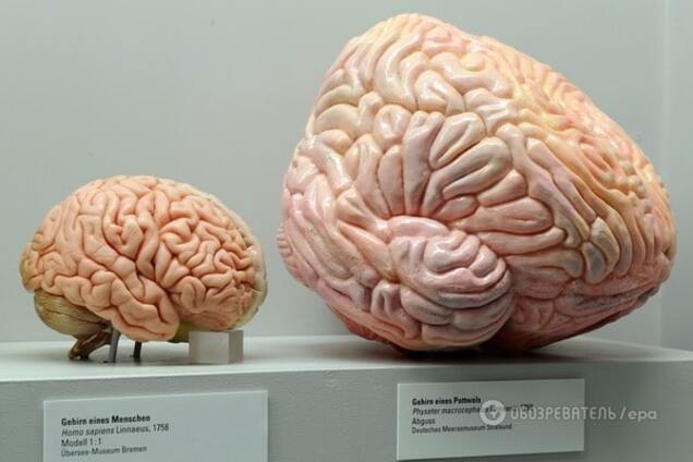 Ученые выяснили, как эффективно увеличить размер мозга