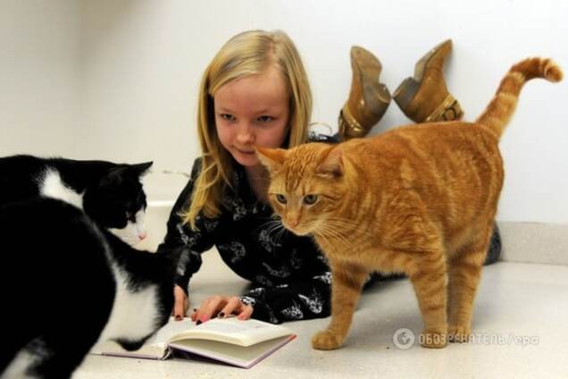 Скажите 'Мяу': ученые сообщили, когда расшифруют язык кошек