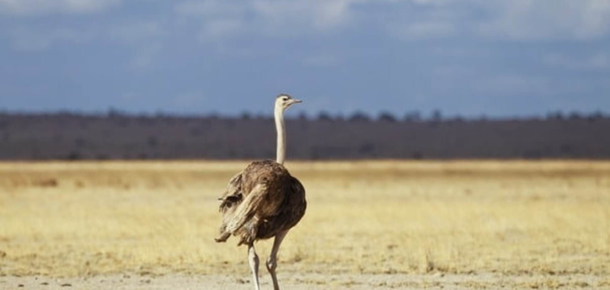 Премия 'Страуса': Путиновед Обама, ценный Яценюк и 'патриот' Парасюк