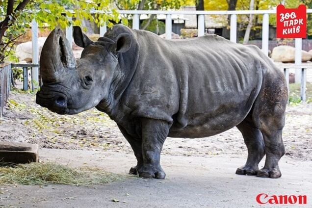 В киевском зоопарке заболел 46-летний носорог