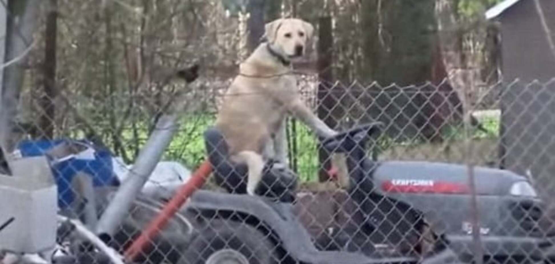 Собака за рулем газонокосилки сорвала репортаж о торнадо: опубликовано видео