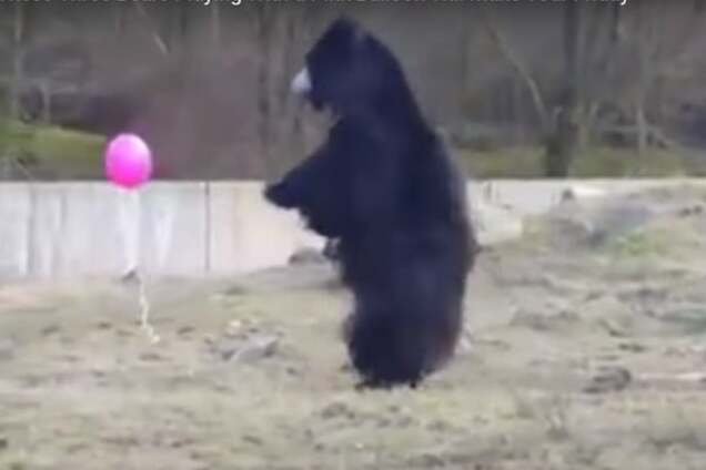 Розовый шарик привлек внимание трех медведей: опубликовано видео