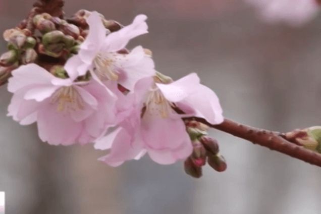 Весна не только на календаре: в Мукачево полностью зацвела 'безумная' сакура
