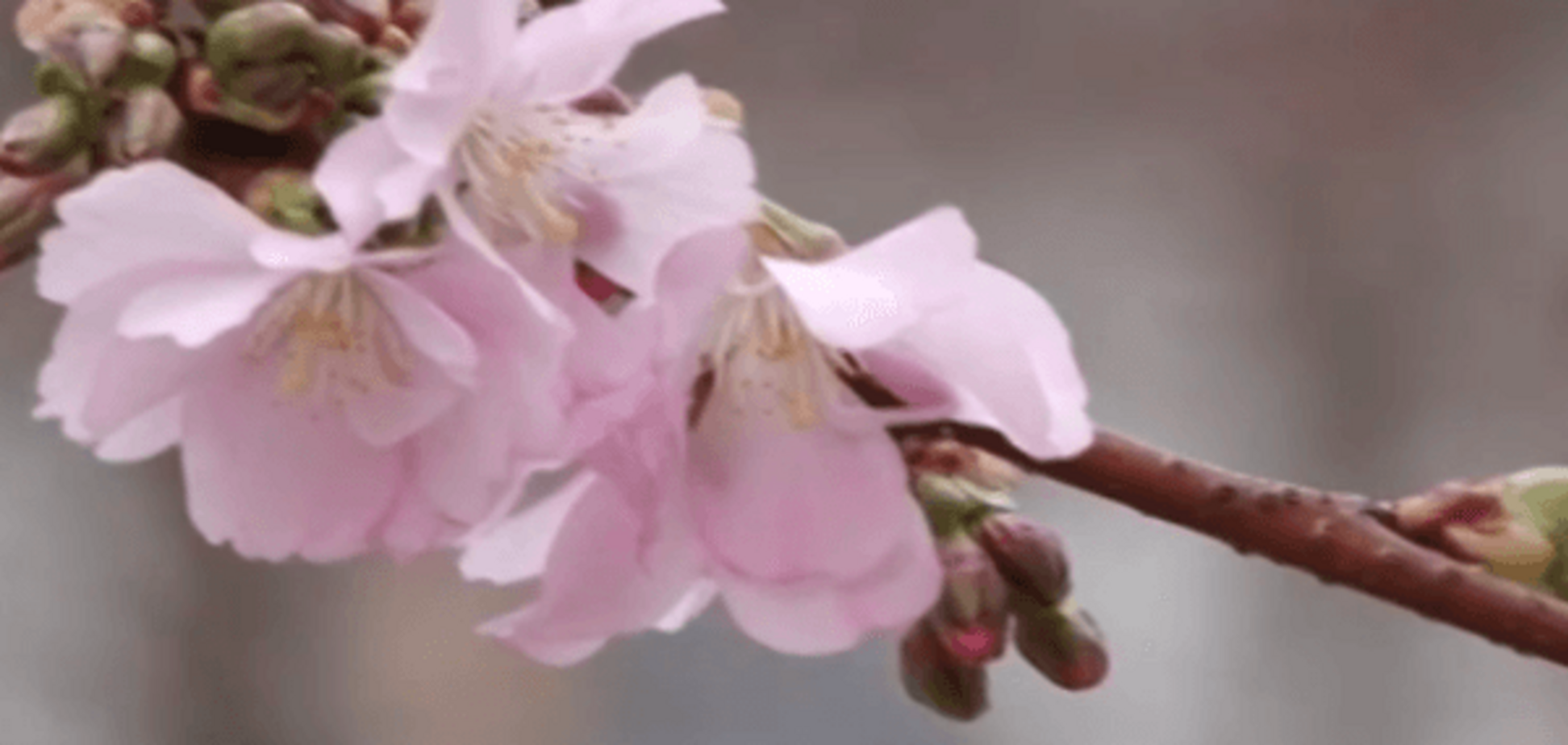 Весна не только на календаре: в Мукачево полностью зацвела 'безумная' сакура